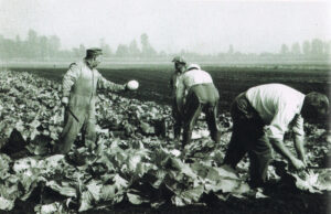 3 men in a field harvesting cabbages.
