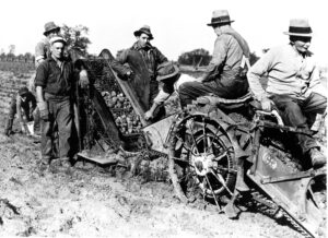 Ancienne photo en noir et blanc représentant six hommes récoltant des pommes de terre dans un champ