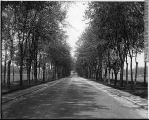 wide road through an avenue of trees